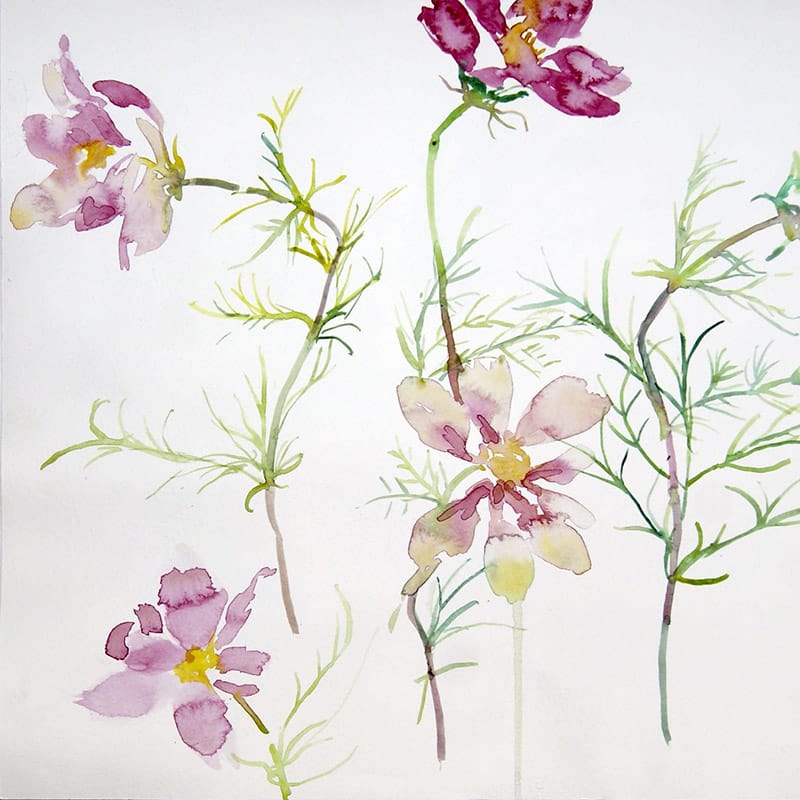 Pink and purple cosmos flowers