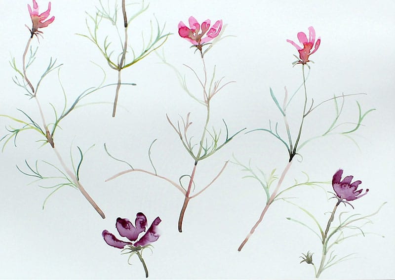 Watercolour painting of cosmos flowers in the wind