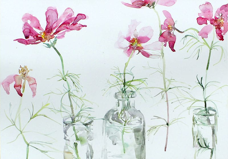 Watercolour painting of cosmos flowers in vases