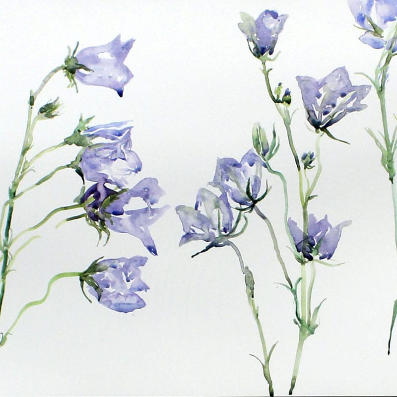 Watercolour painting of harebells
