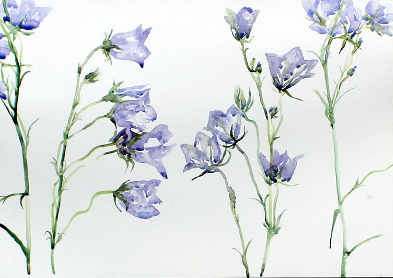Watercolour painting of harebells