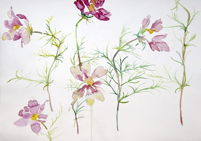 Watercolour painting of pink and purple cosmos flowers