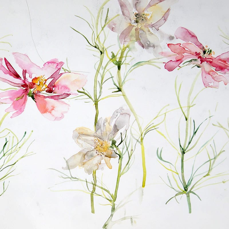 Watercolour painting of pink cosmos in the garden