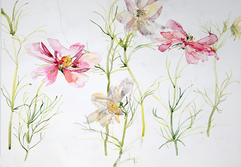 Watercolour painting of pink cosmos in the garden