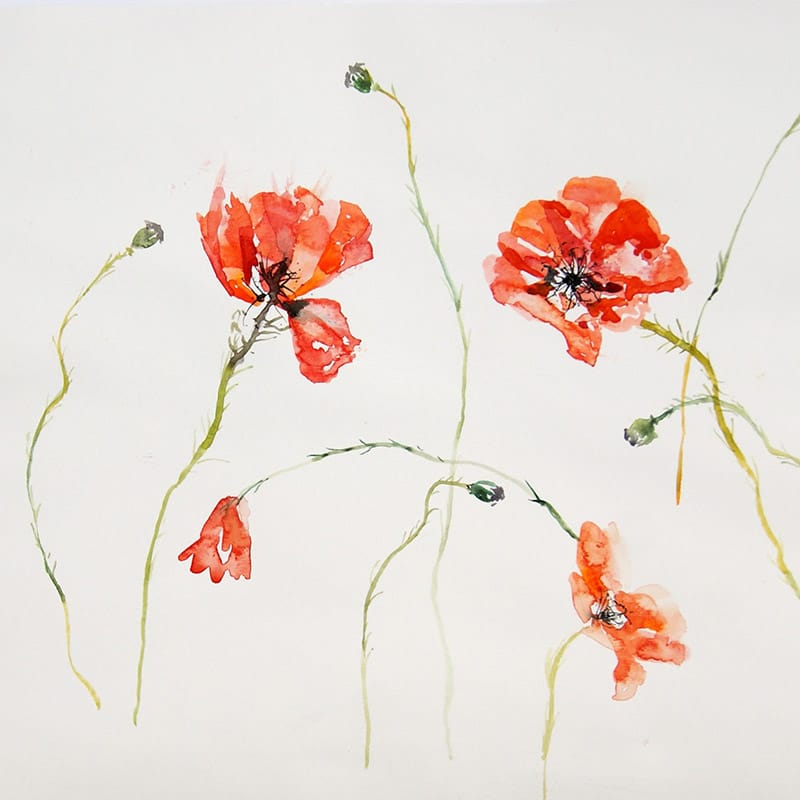 Watercolour painting of poppies in the breeze
